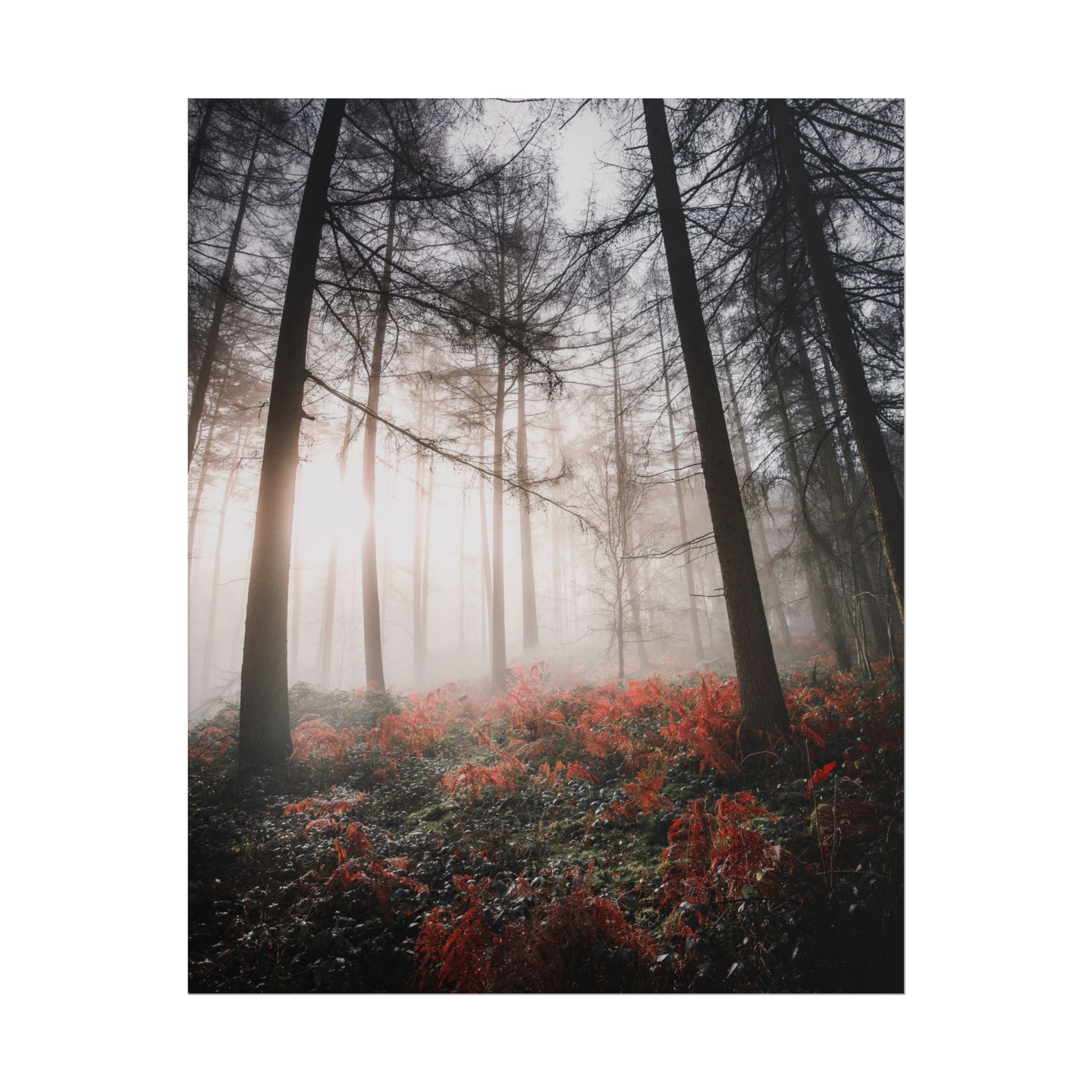 poster-print-misty-woods-art-living-room-wall-decor-sunlight-forest-landscape-aesthetic-nature-art-nature-artwork-poster-gift