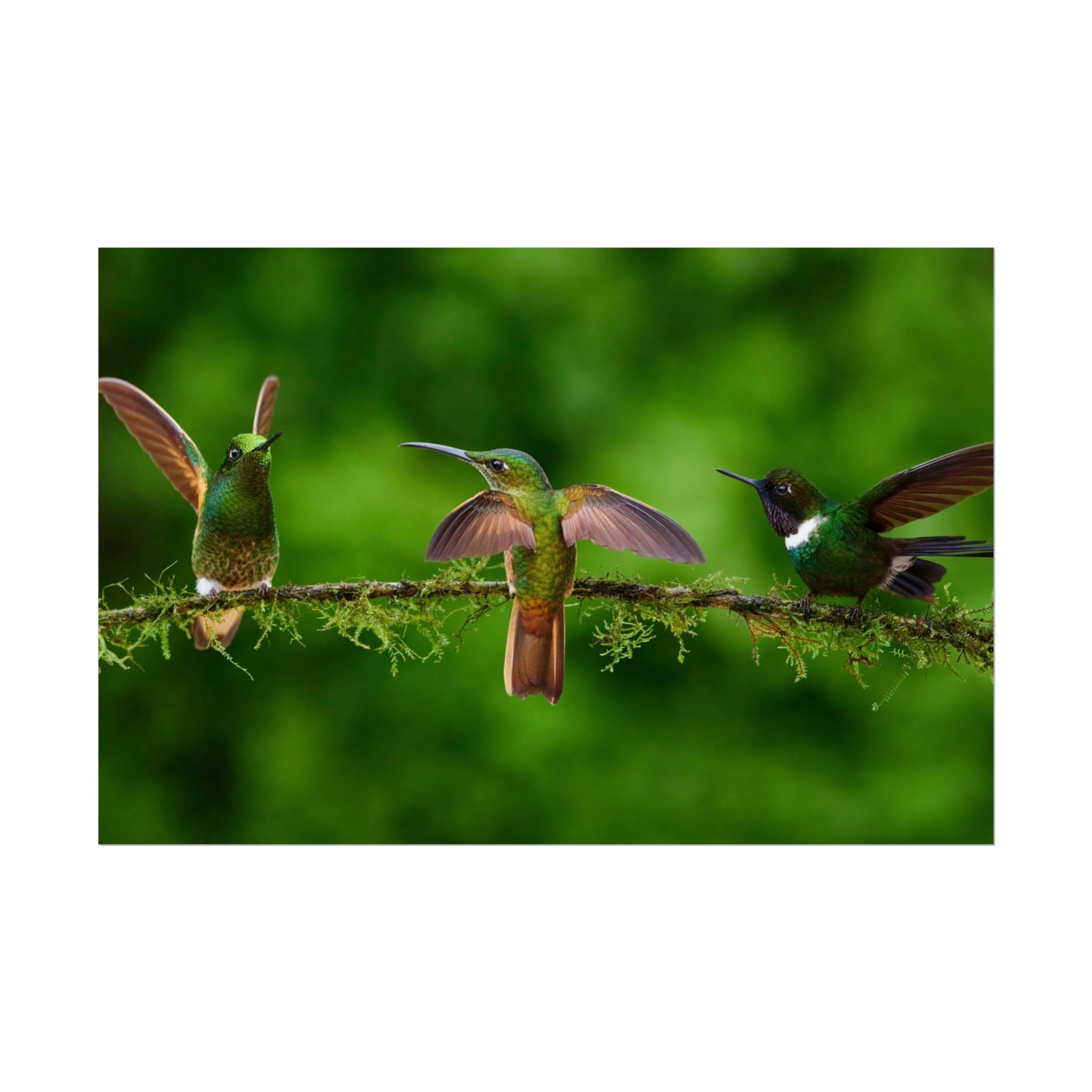 hummingbirds-poster-print-wild-birds-wall-art-home-decor-wall-decor-nature-art-gift-for-bird-lovers-panoramic