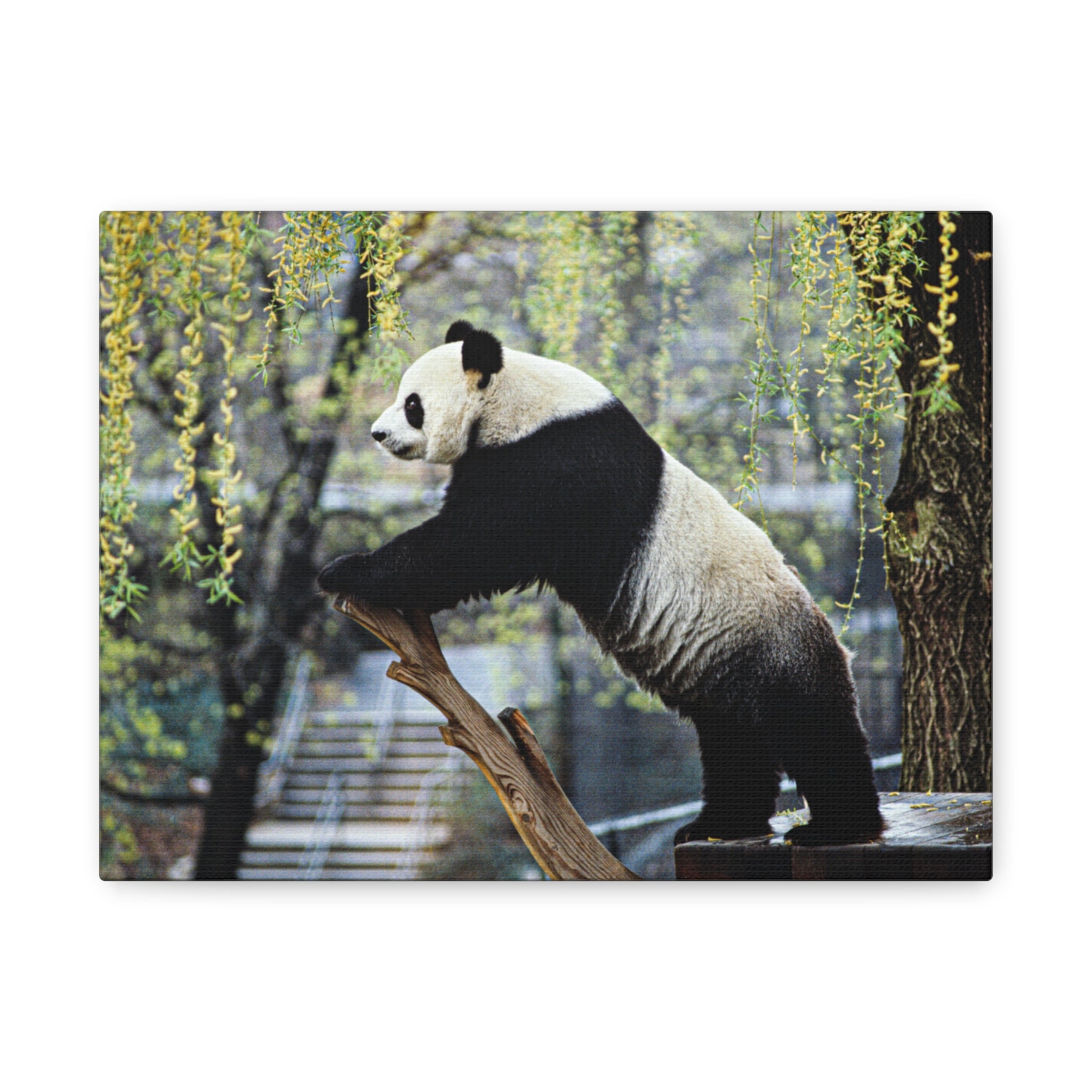 canvas-wall-art-cute-panda-wall-decor-nature-home-decor-panda-gift-panda-canvas-print-stretched-matte-canvas