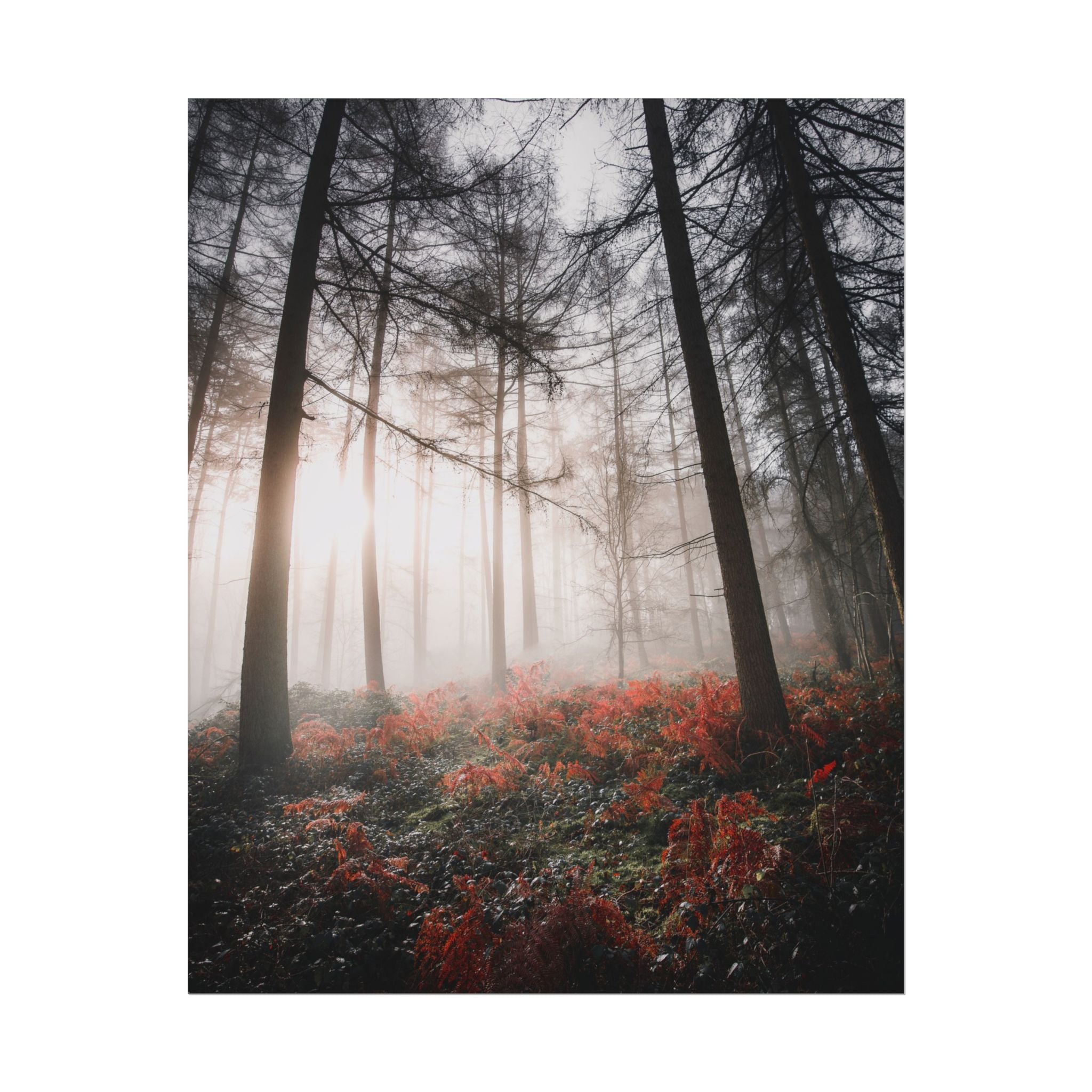 poster-print-misty-woods-art-living-room-wall-decor-sunlight-forest-landscape-aesthetic-nature-art-nature-artwork-poster-gift