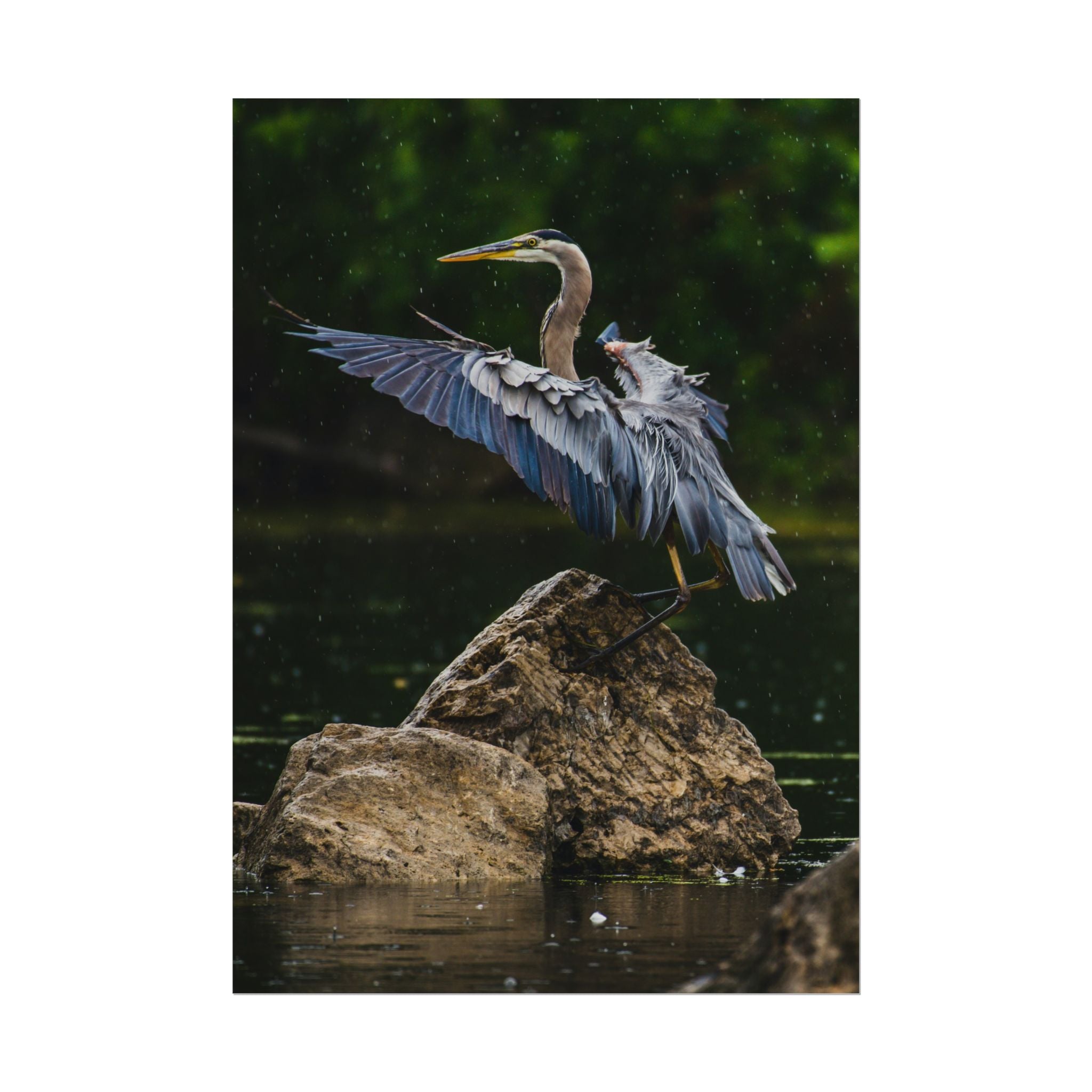 great-blue-heron-poster-wall-art-home-decor-bird-lover-gift-nature-wall-hanging-wildlife-poster