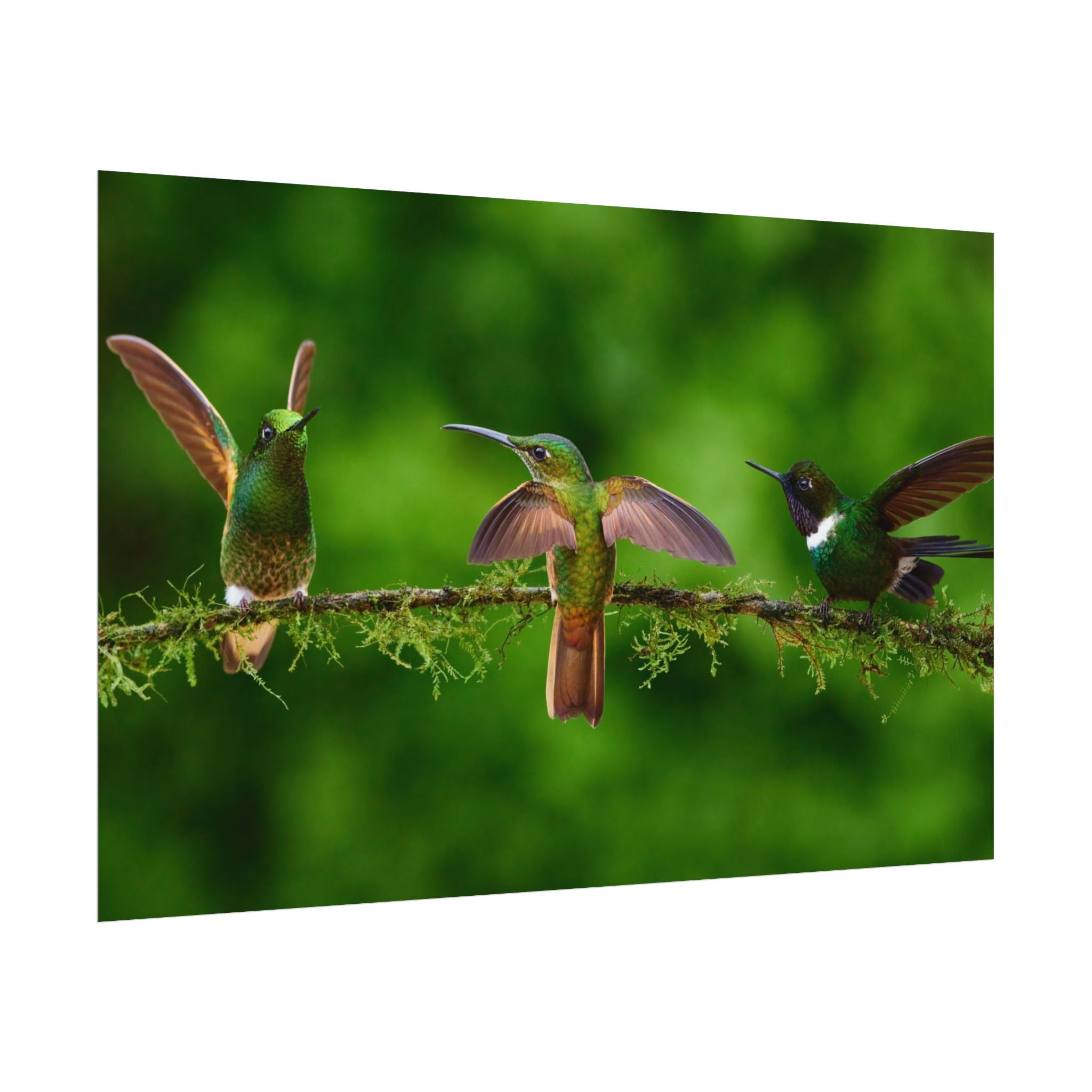 hummingbirds-poster-print-wild-birds-wall-art-home-decor-wall-decor-nature-art-gift-for-bird-lovers-panoramic