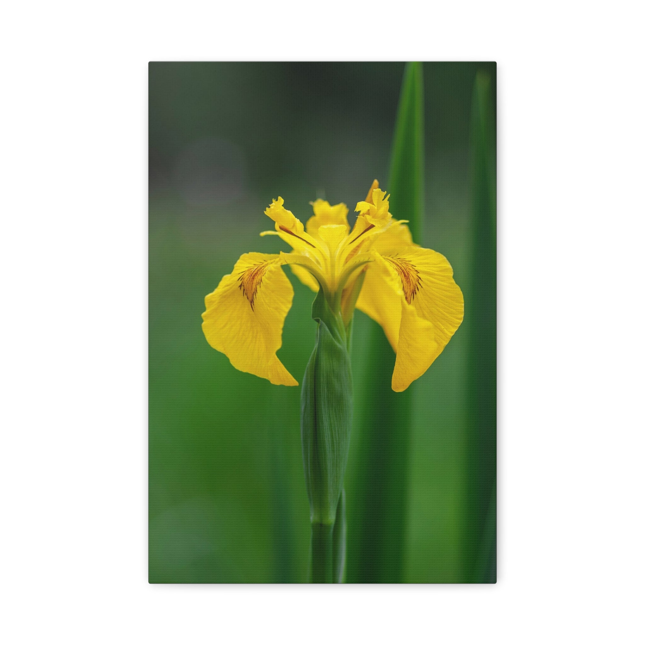 canvas-wall-art-yellow-iris-matte-canvas-print-floral-home-decor-botanical-artwork-living-room-decoration-gift-for-gardeners-