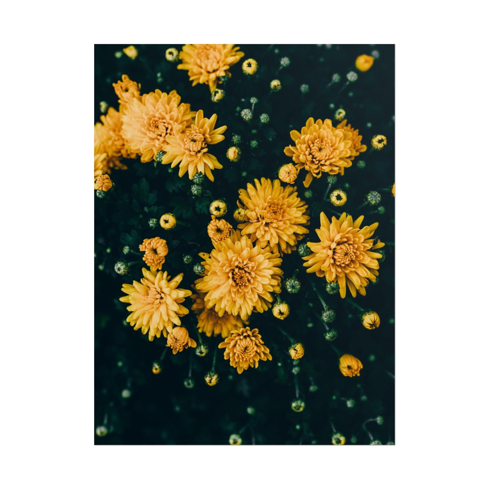 yellow-flower-art-poster-print-floral-wall-decor-floral-home-decor-gift-dark-botanical-art-print