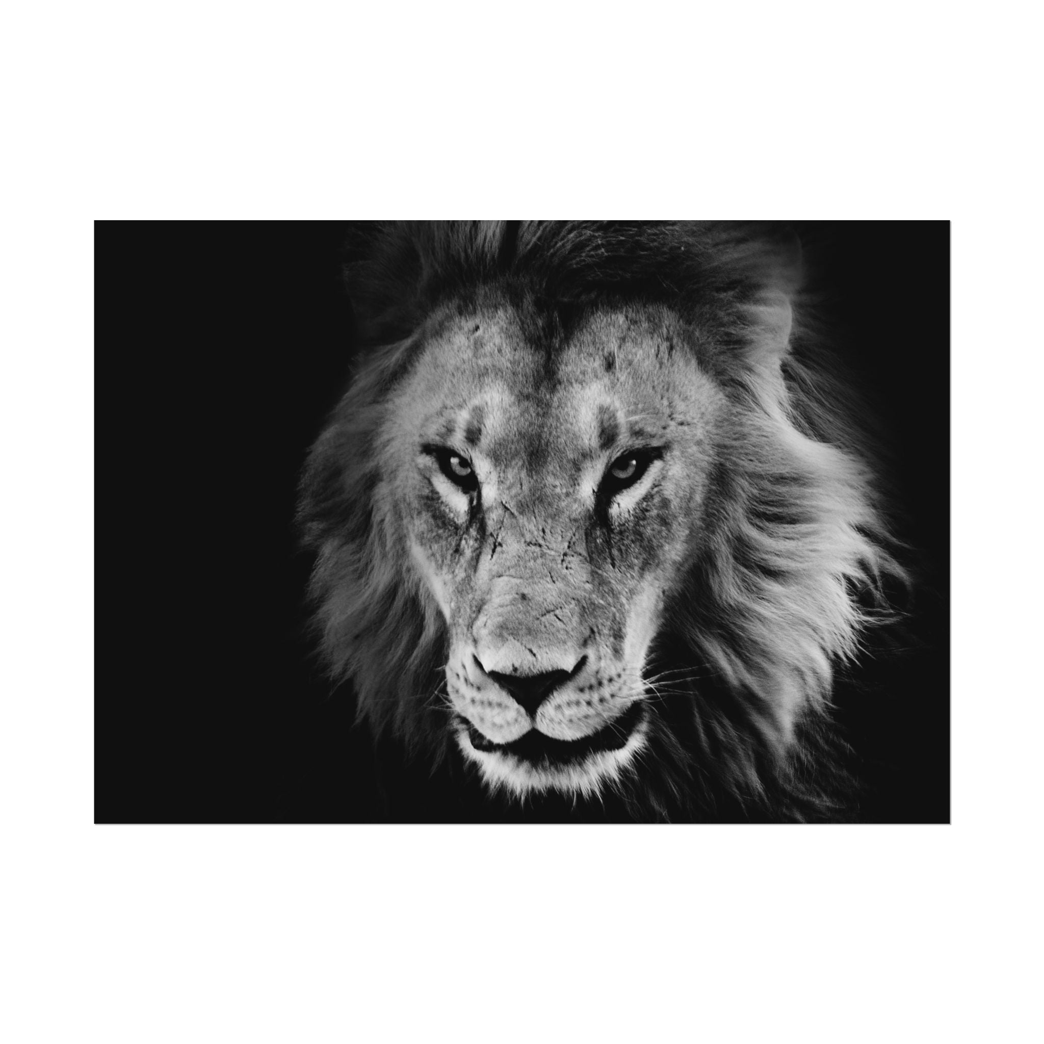 poster-print-lion-wall-art-black-and-white-living-room-decor-monochrome-art-lion-poster-jungle-animal-art-print-wildlife-safa
