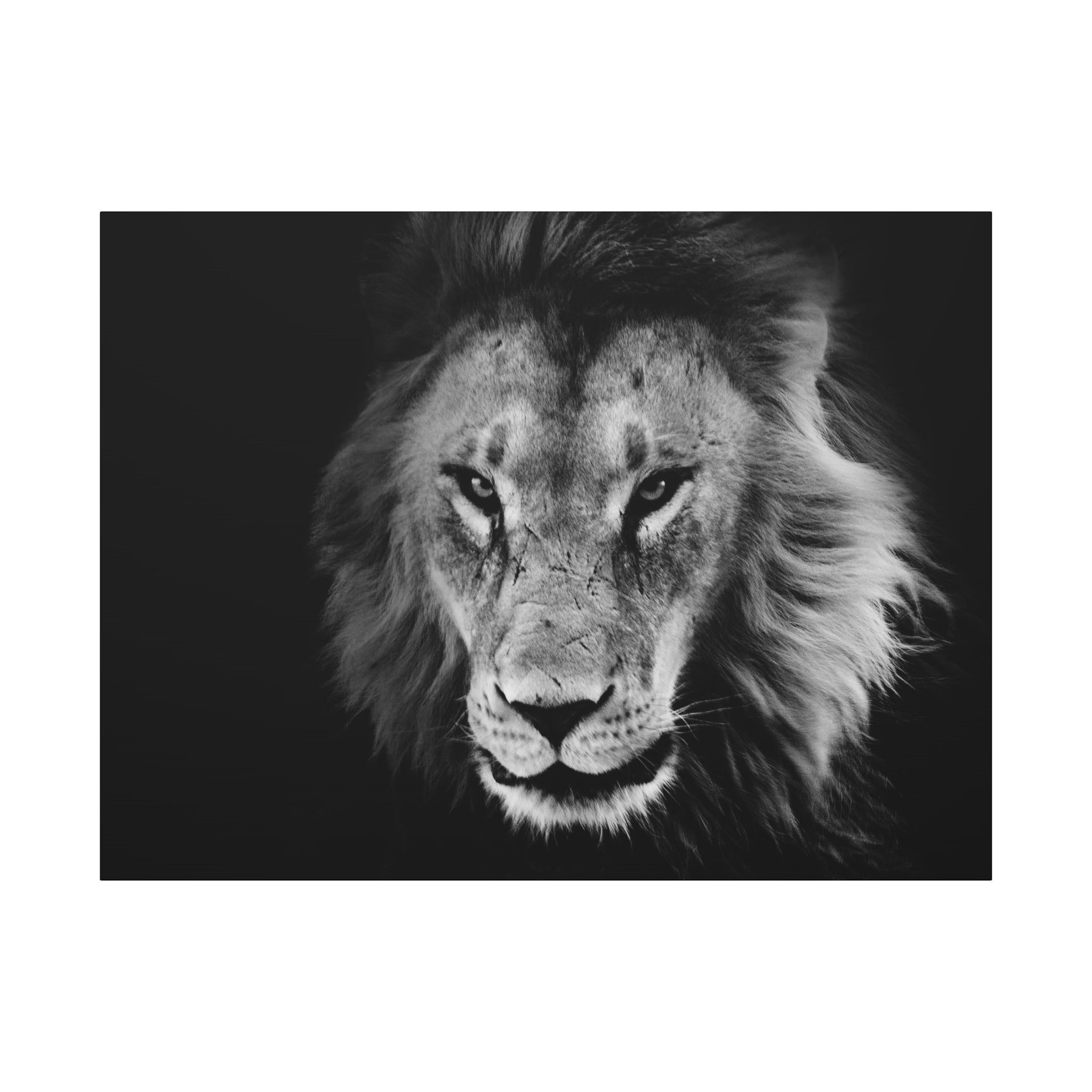 canvas-print-lion-wall-art-black-and-white-living-room-decor-matte-stretched-lion-poster-jungle-animal-art-print-wildlife-saf