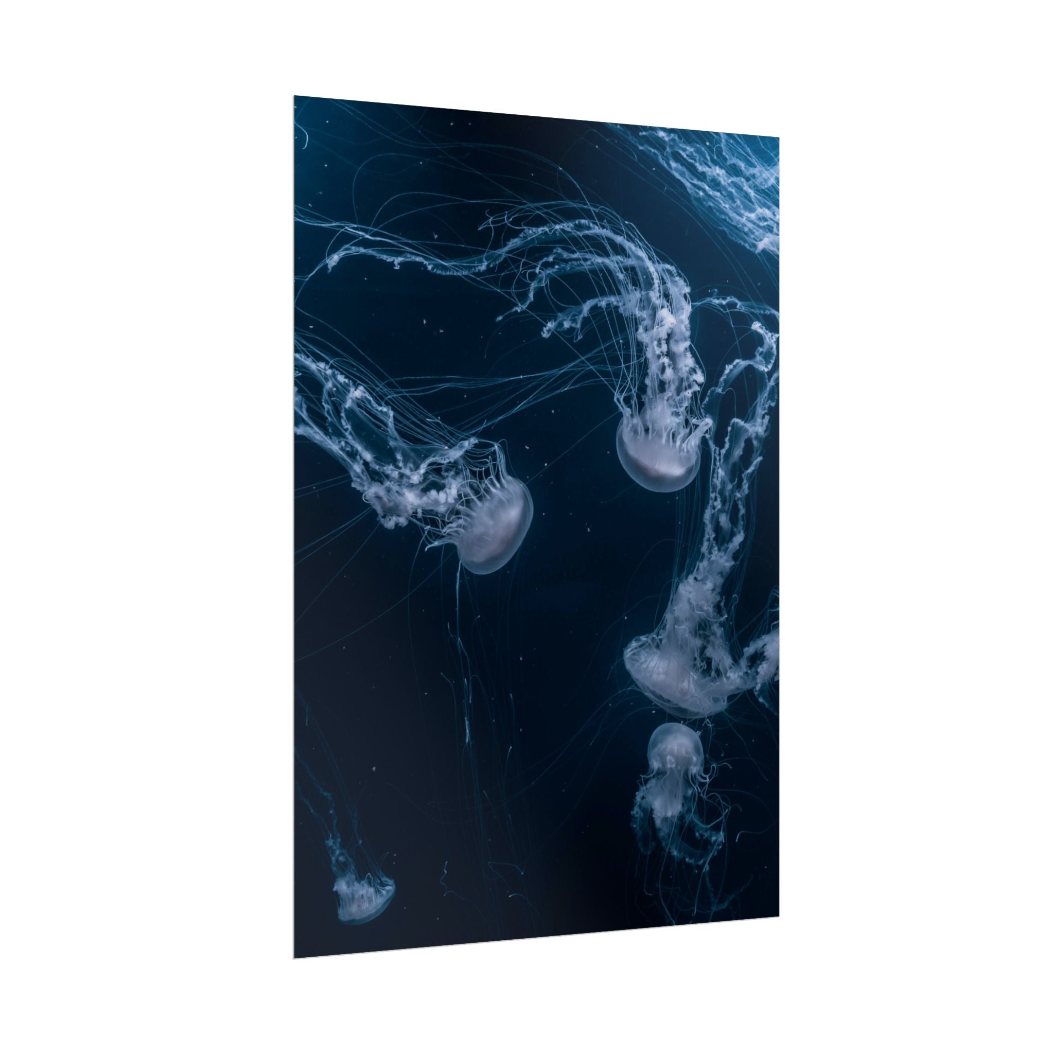 long-jellyfish-wall-art-poster-print-wall-hanging-ocean-life-deep-ocean-decor-home-decor-housewarming-gift