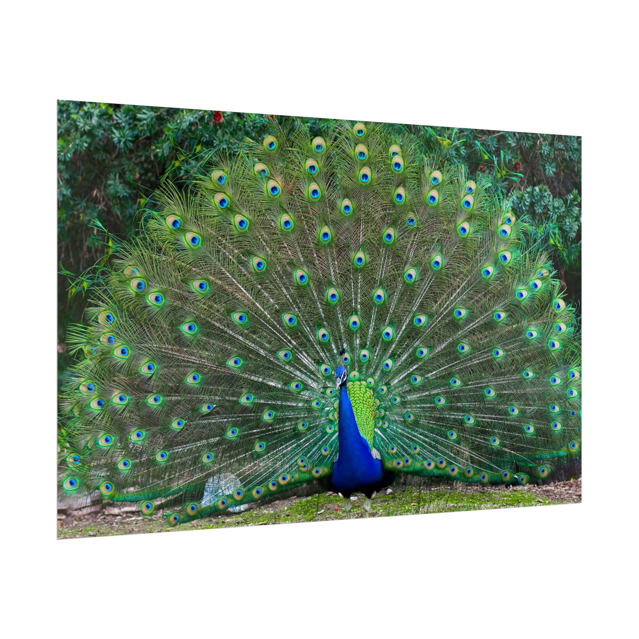 peacock-fine-art-poster-wall-art-print-gift-home-decor-rolled-posters-art-prints-unique-room-decor-animal-lover-gift-nature