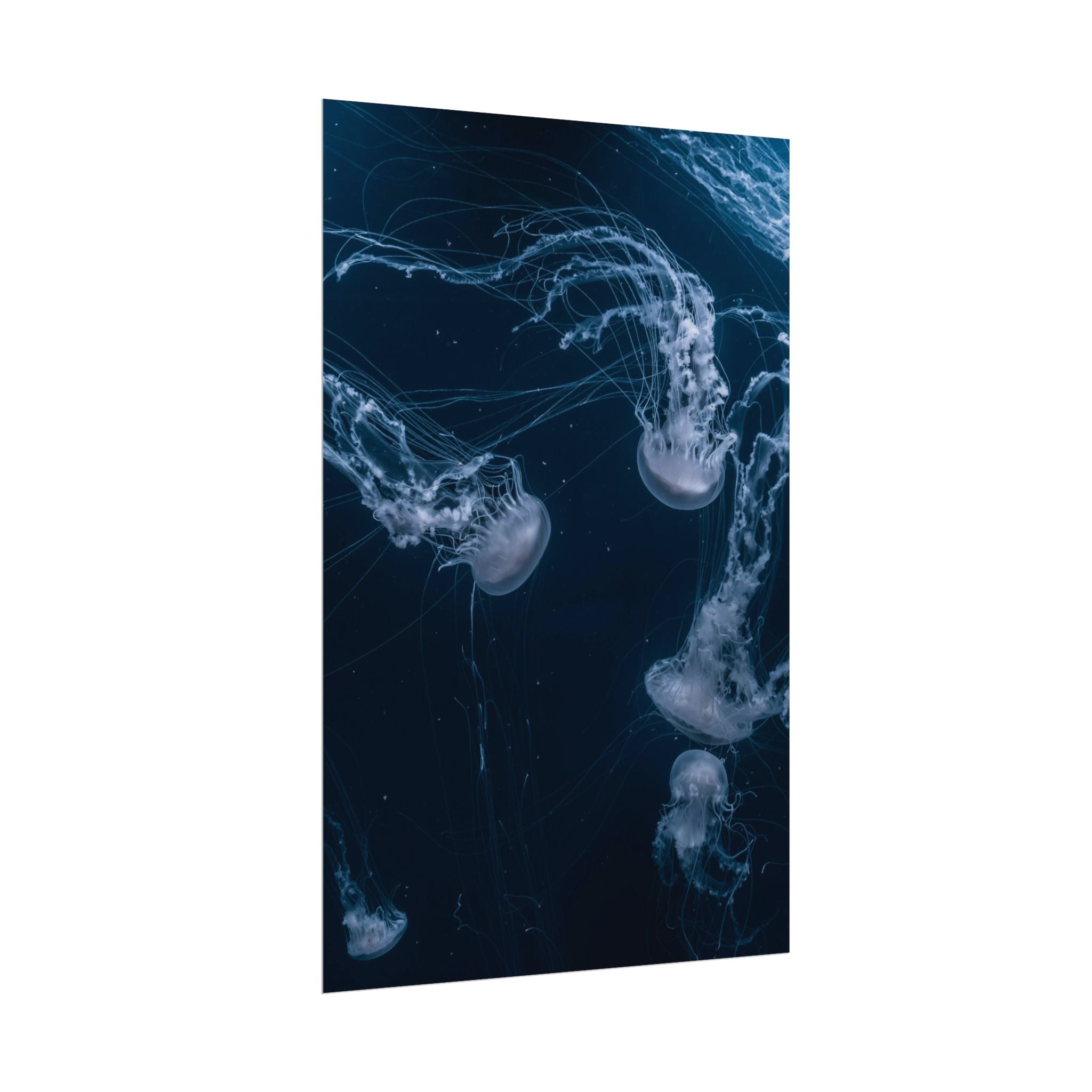 long-jellyfish-wall-art-poster-print-wall-hanging-ocean-life-deep-ocean-decor-home-decor-housewarming-gift