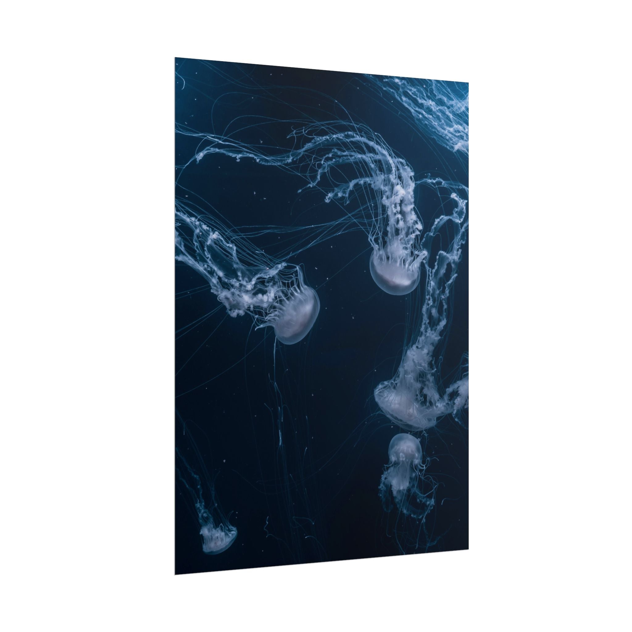 long-jellyfish-wall-art-poster-print-wall-hanging-ocean-life-deep-ocean-decor-home-decor-housewarming-gift