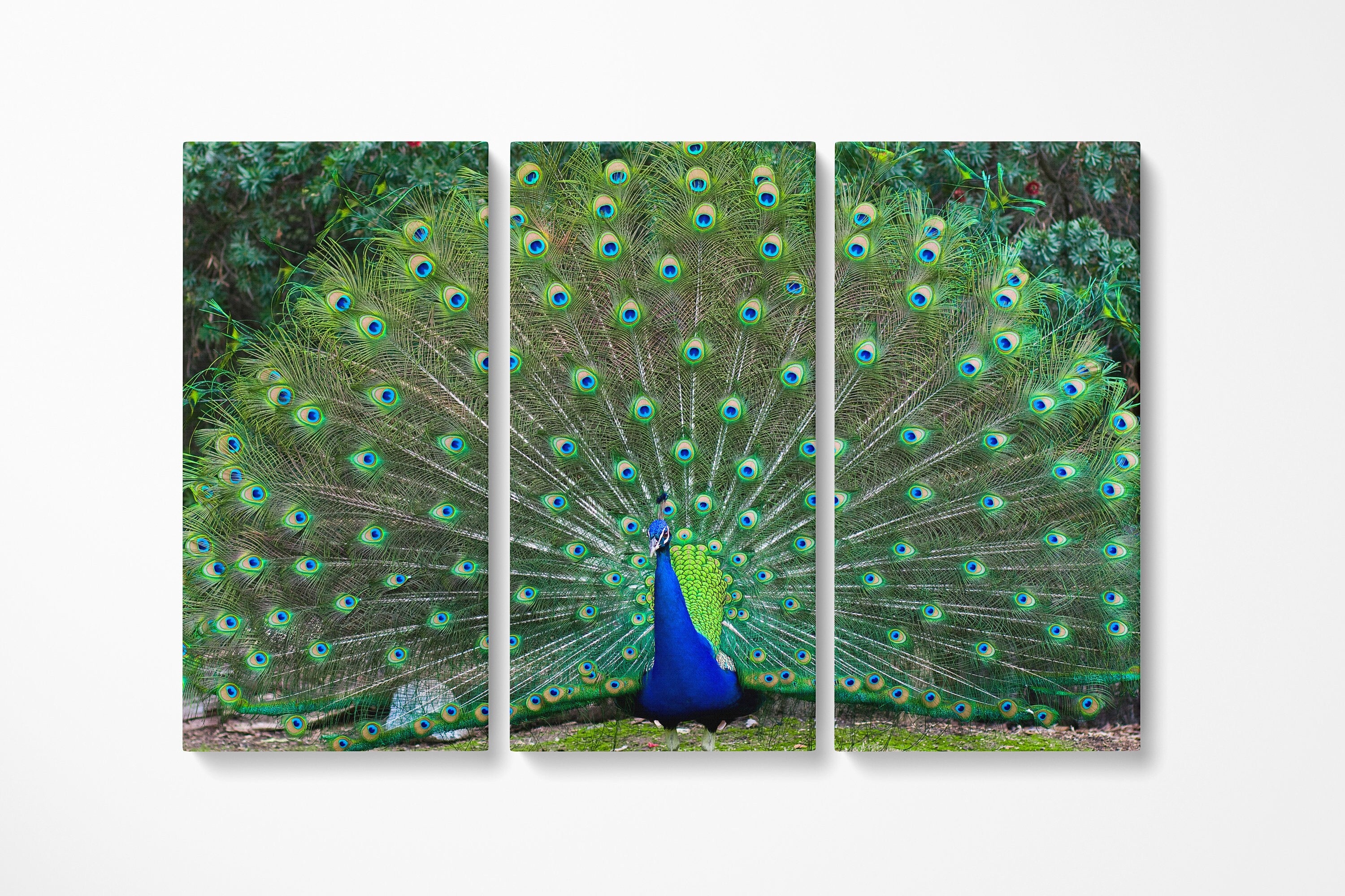 peacock-wall-art-3-piece-canvas-nature-photography-canvas-peafowl-canvas-nature-landscape-3-panel-peacock-canvas-christmas-gi