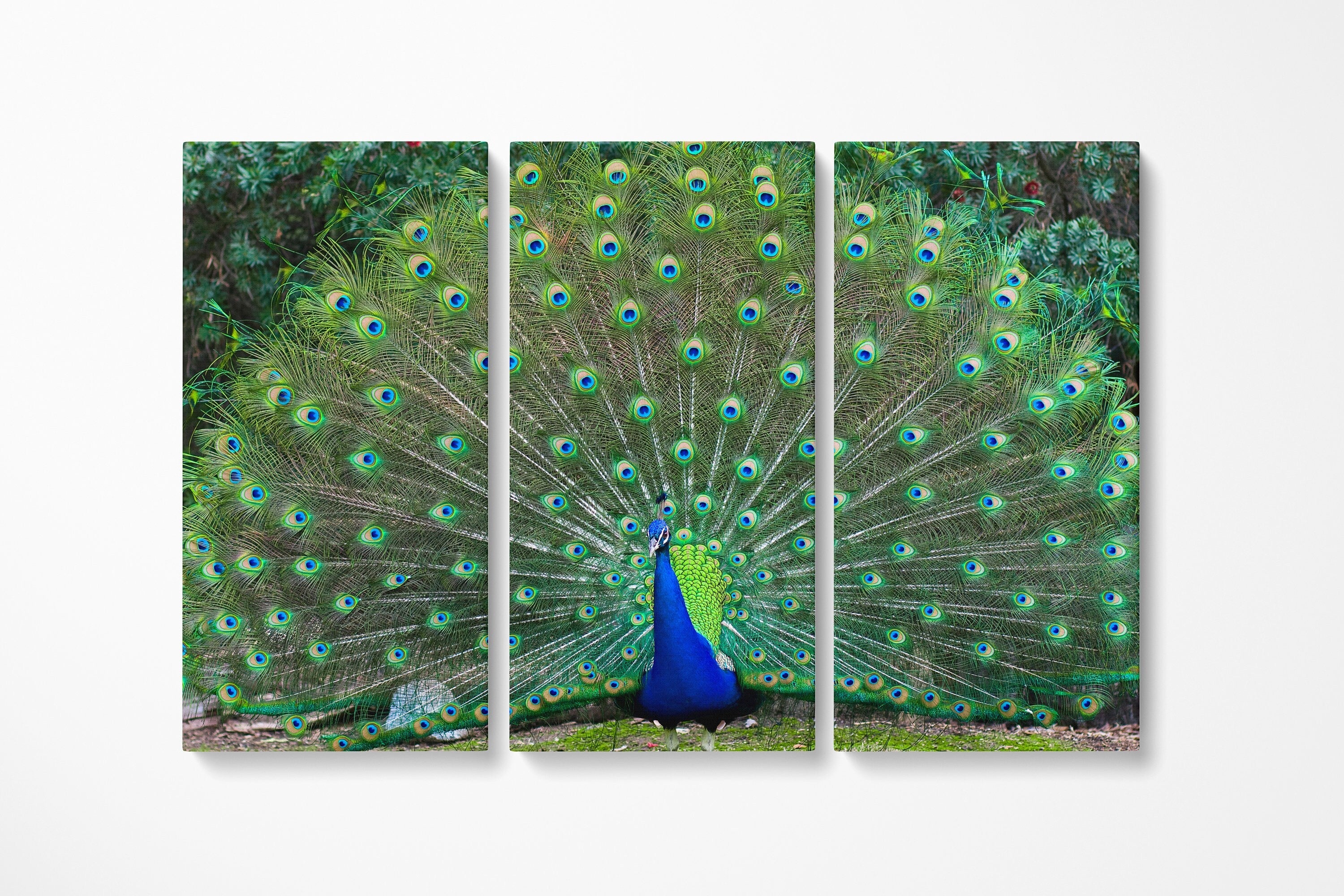 peacock-wall-art-3-piece-canvas-nature-photography-canvas-peafowl-canvas-nature-landscape-3-panel-peacock-canvas-christmas-gi
