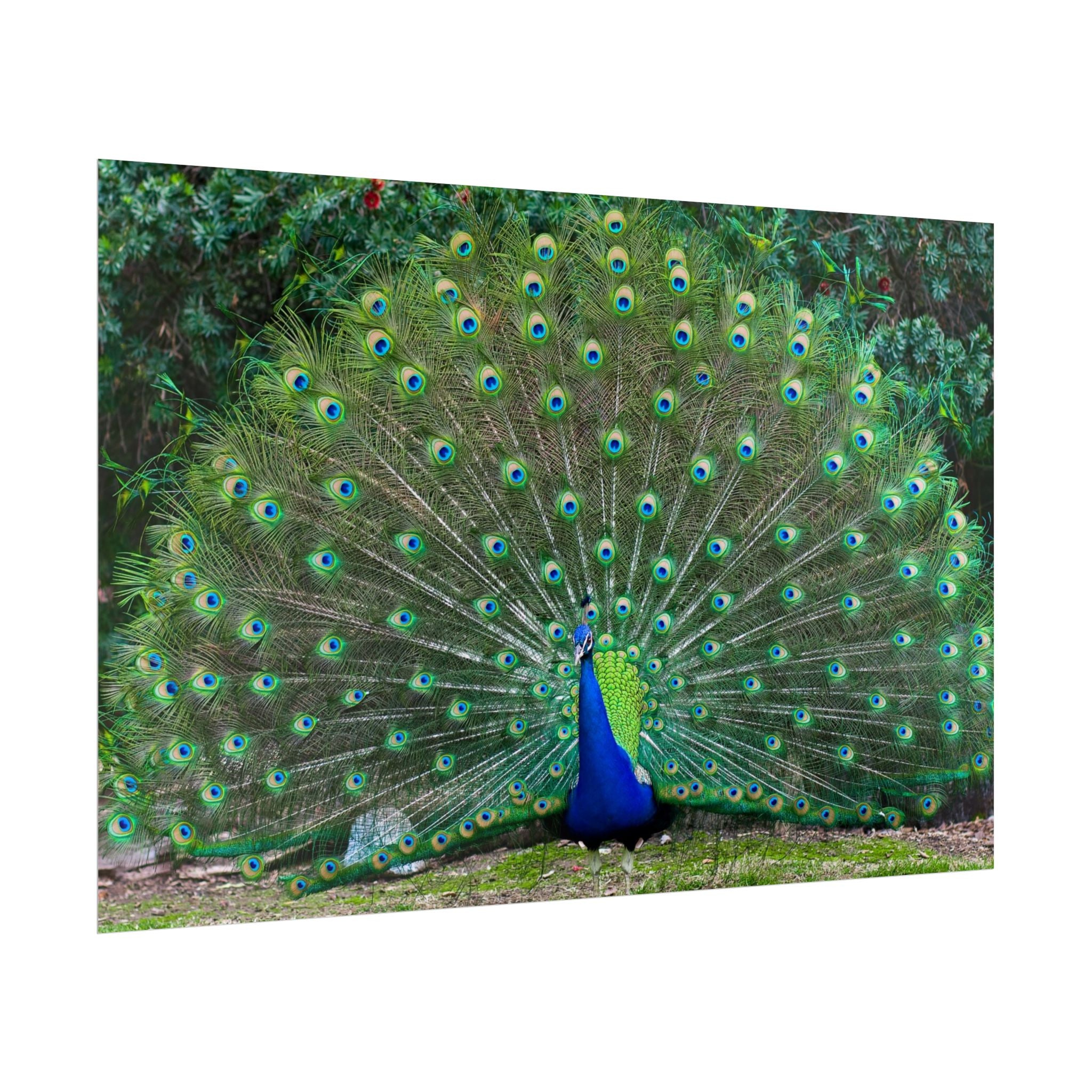 peacock-fine-art-poster-wall-art-print-gift-home-decor-rolled-posters-art-prints-unique-room-decor-animal-lover-gift-nature