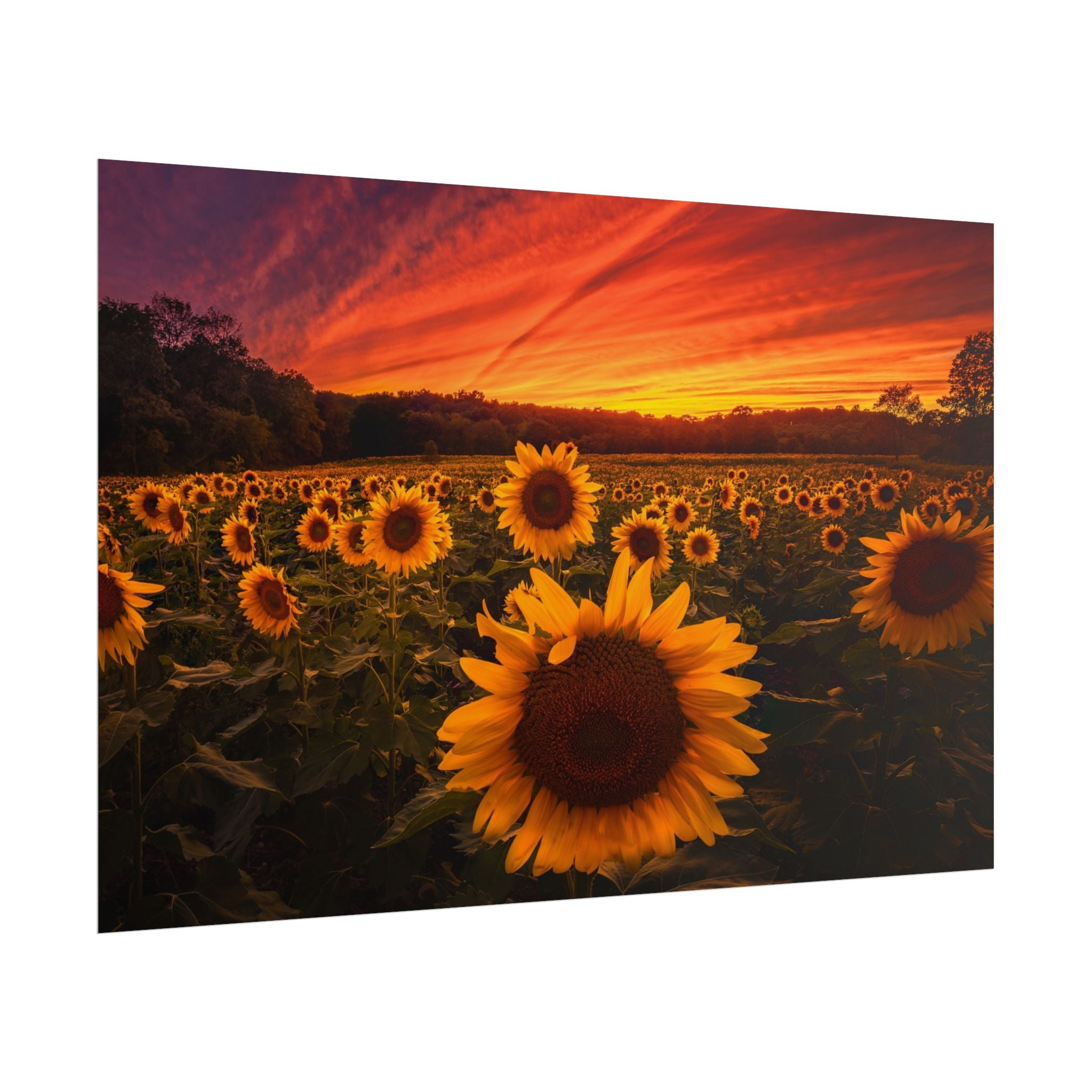 sun-flower-poster-print-sunset-wall-art-decor-home-decor-nature-art-floral-print-gift-for-nature-lovers-farmhouse-wall-decor