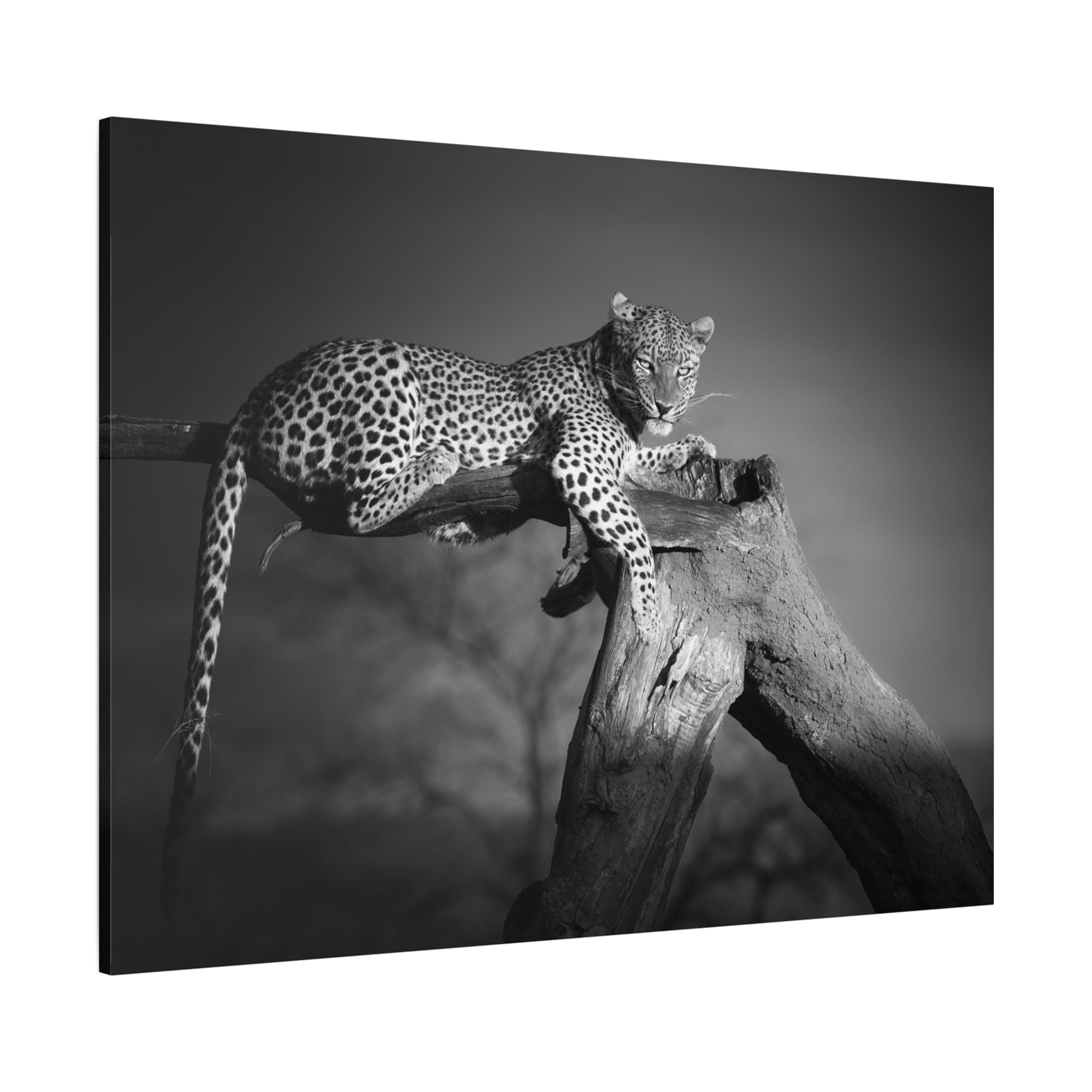 canvas-print-leopard-africa-savanna-wall-decor-black-and-white-photography-living-room-art-stretched-matte-canvas-home-decor-