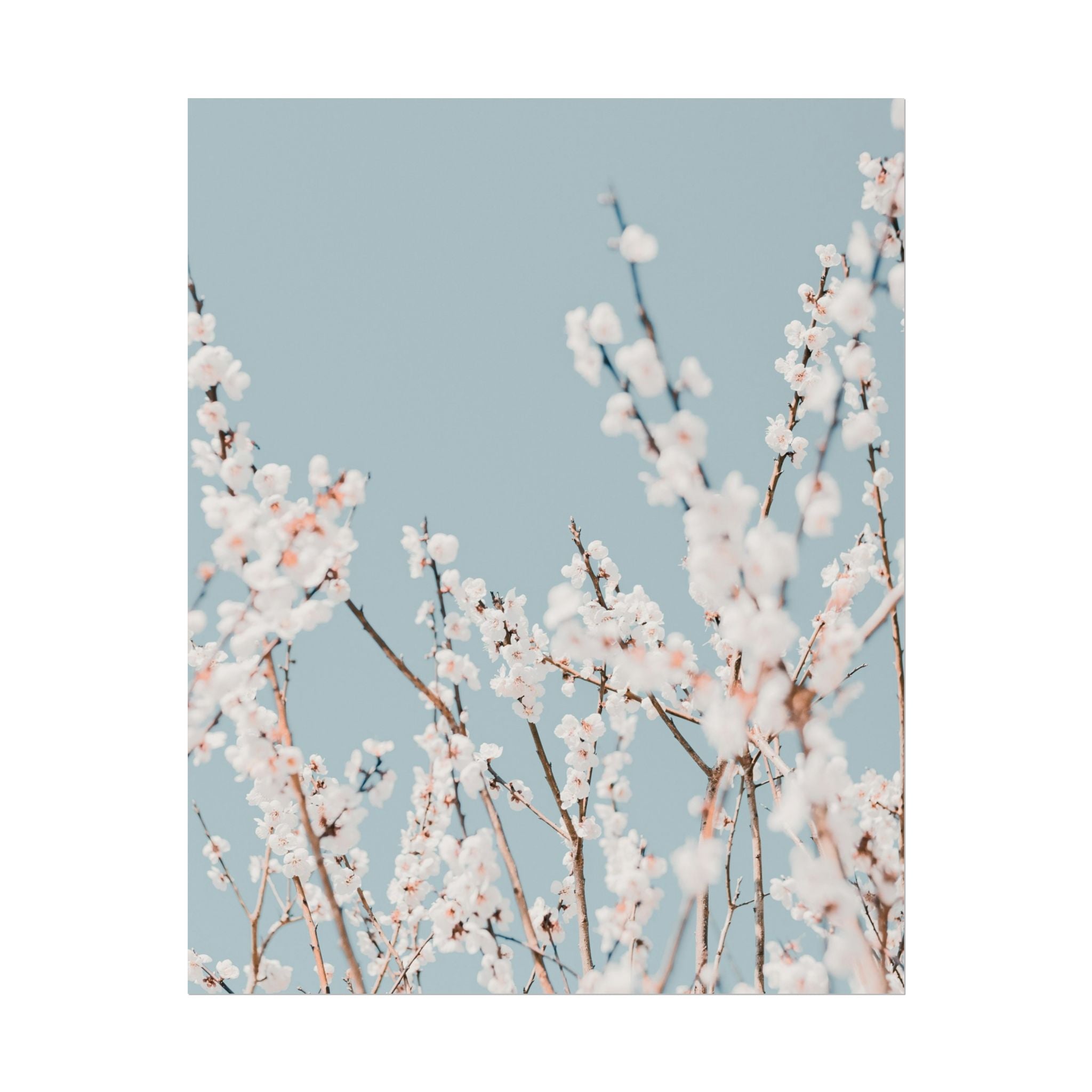 blossom-flowers-poster-print-minimalist-aesthetic-wall-art-fine-art-paper-home-decor-floral-decor-elegant-artwork