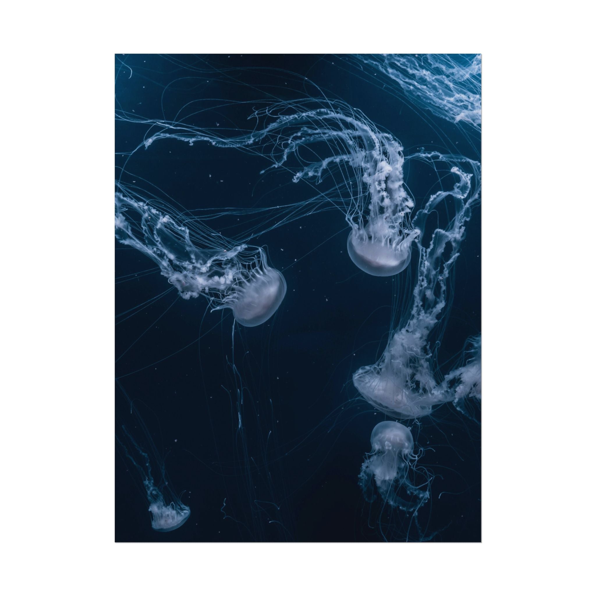 long-jellyfish-wall-art-poster-print-wall-hanging-ocean-life-deep-ocean-decor-home-decor-housewarming-gift