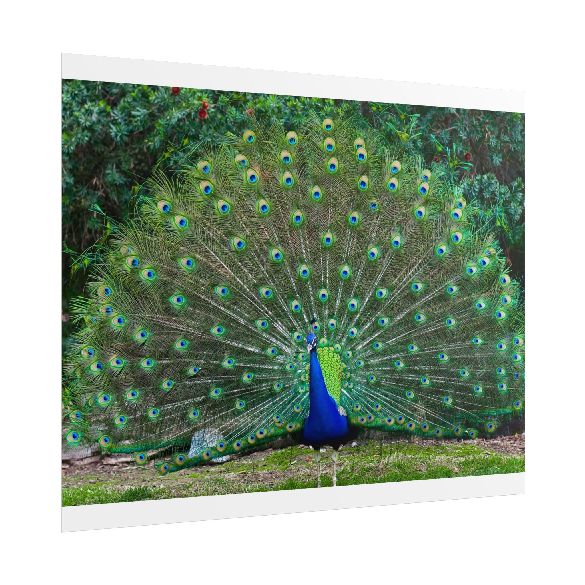 peacock-fine-art-poster-wall-art-print-gift-home-decor-rolled-posters-art-prints-unique-room-decor-animal-lover-gift-nature
