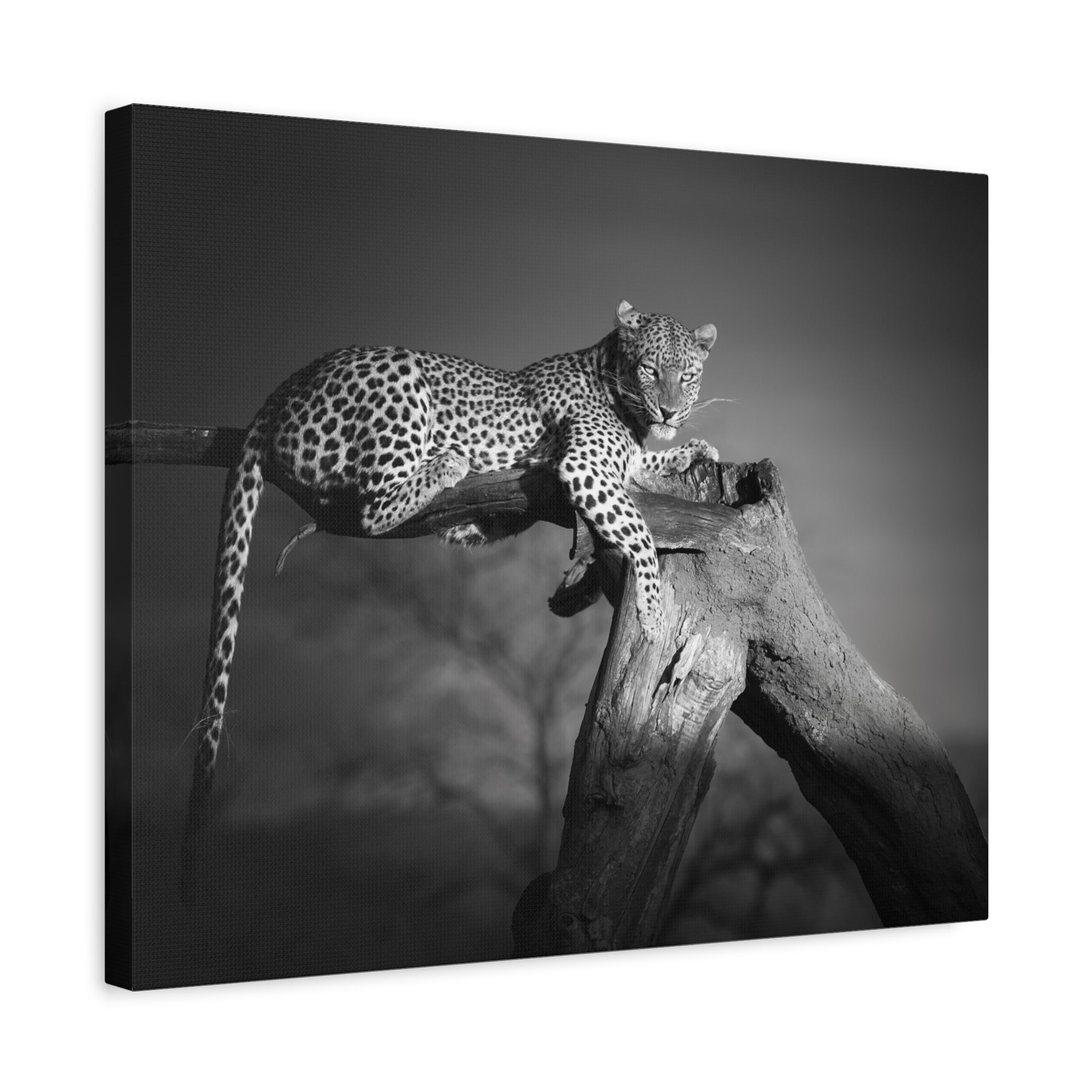 canvas-print-leopard-africa-savanna-wall-decor-black-and-white-photography-living-room-art-stretched-matte-canvas-home-decor-