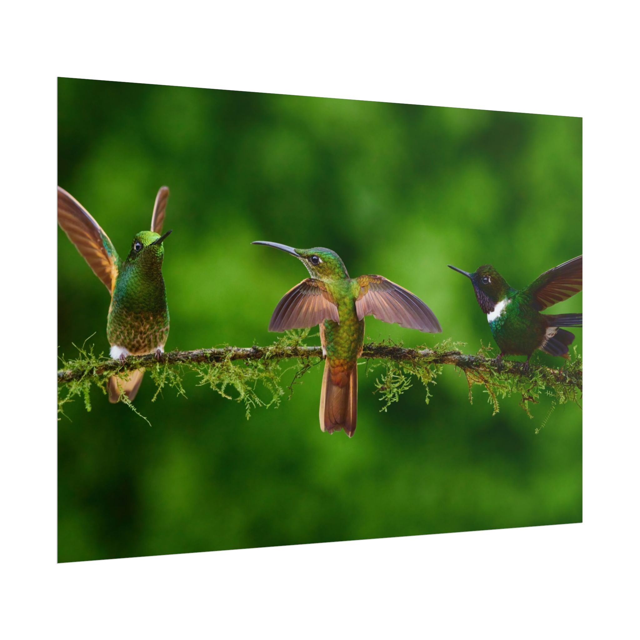 hummingbirds-poster-print-wild-birds-wall-art-home-decor-wall-decor-nature-art-gift-for-bird-lovers-panoramic