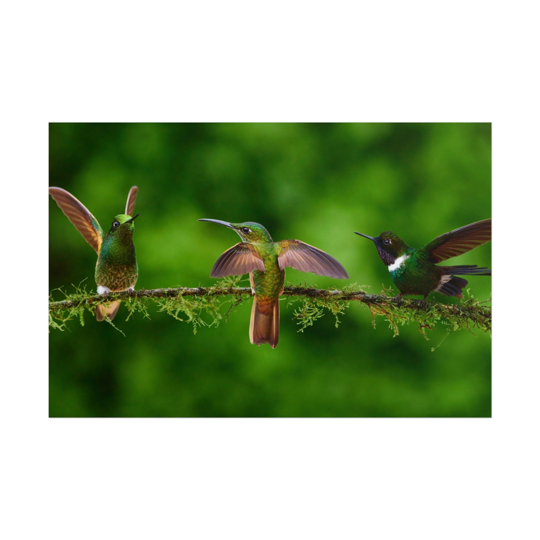 hummingbirds-poster-print-wild-birds-wall-art-home-decor-wall-decor-nature-art-gift-for-bird-lovers-panoramic